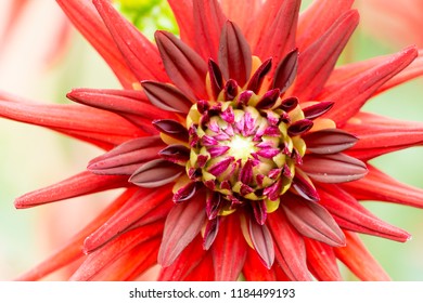 Close-up Of A Red Cactus Dahlia (Doris Day) Flower In Summer. 