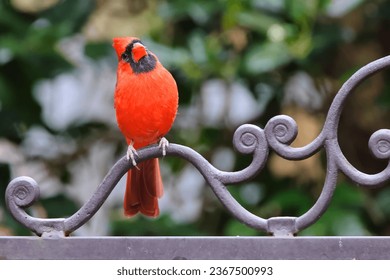 A closeup of a red cardinal bird perched on the bench - Shutterstock ID 2367500993