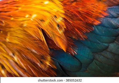 150,091 Rooster feather Images, Stock Photos & Vectors | Shutterstock