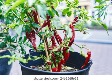 Close-up of red chili peppers growing in a black pot against a blurred urban background. - Powered by Shutterstock