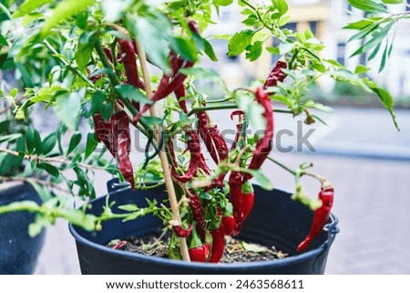 Close-up of red chili peppers growing in a black pot against a blurred urban background.