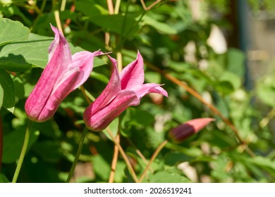 Closeup Of A Red Clematis Texensis, Commonly Called Scarlet Leather Flower Or Princess Diana. A Climbing Vine In The Buttercup Family.