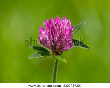 Closeup of red clover against bokeh green grass background on a sunny day. Red clover is a dark-pink flowering plant used in traditional medicine. Red clover essential oil may be used in aromatherapy.