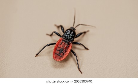 Closeup of a red colorful weevil , Apoderus coryli , on a light beige background.