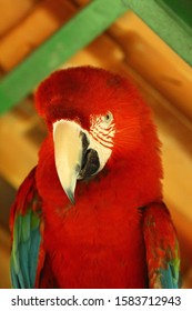 Closeup Red Coloured Macaw Facing Forward Stock Photo 1583712943 ...