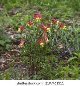 Closeup Of Red Columbine Wildflowers