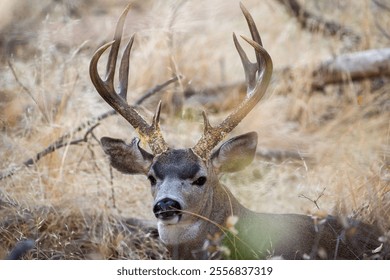 A closeup of a Red Deer with antlers resting in golden grass - Powered by Shutterstock