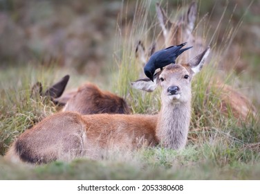 Close-up Of A Red Deer Hind With A Jackdaw Sitting On Its Head And Eating Ticks And Insects, UK