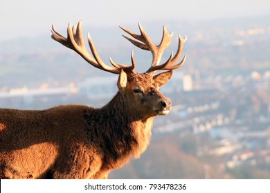 Closeup Of Red Deer Overlooking City Skyline, Bristol, UK