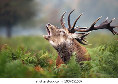 Framed Print-Les Cerfs Dans Le Rut photo renne DEER Elk Deer Moose ANIMAL