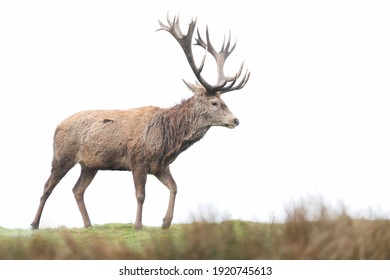 Cerf Images Photos Et Images Vectorielles De Stock Shutterstock