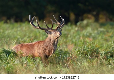 Close-up Of A Red Deer Stag In Autumn, UK.