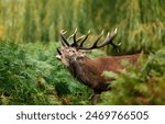 Close-up of a red deer stag calling during the rut in autumn