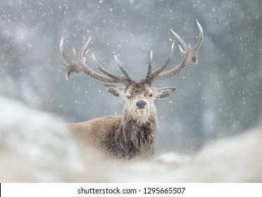 Close-up of a red deer stag in the falling snow, winter in UK.
