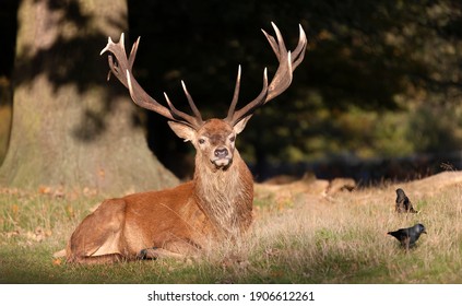 Close-up Of A Red Deer Stag Lying On Grass In Autumn, UK