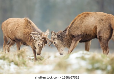 Close-up Of Red Deer Stags Fighting In Winter, UK