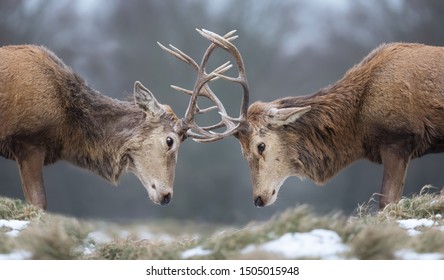 Close-up Of Red Deer Stags Fighting In Winter, UK