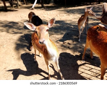 close-up of a red doe, animal park, deer and doe in captivation 