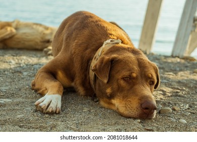 Close-up Of A Red Dog With A Sad Face Lying On The Sand. In The Background, Another Dog And The Sea. A Pedigree-free Dog On The Seashore