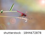 Close-up of a red dragonfly on a branch.