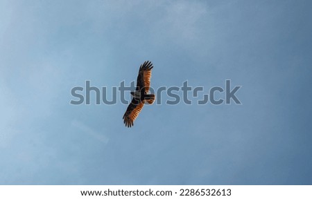 Closeup of Red Eagle flying over the blue sky.
