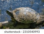 Closeup of a red eared slider turtle in a pond. Red markings visible as well as shell texture and body colorations. Yellow and dark green colors. Shell is muddy and there
