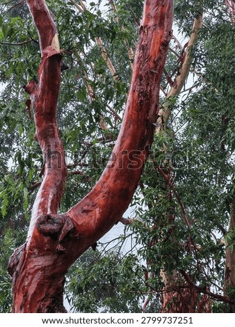 A close-up of a red eucalyptus tree trunk, wet and darkened by rain, with peeling bark and rich reddish-brown tones glistening under moisture.