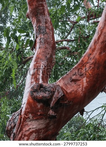A close-up of a red eucalyptus tree trunk, wet and darkened by rain, with peeling bark and rich reddish-brown tones glistening under moisture.