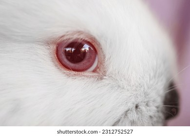 close-up. the red eye of small white rabbit. Rabbit farm. Macro photography. - Powered by Shutterstock