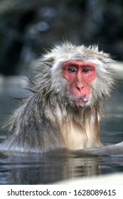 Closeup of a red faced Snow Monkey bathing in a hot spring at Jigokudani Monkey Park near Nagano, Japan