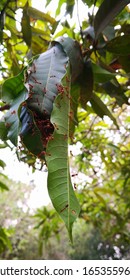 Close-up Of Red Fire Ant Nest Built Between Leafs In A Tree In Cambodia