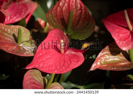 Close-up of Red Flamingo flowers (Anthurium) blooming with light and shadow on a dark background. The ornamental flowers for decorating in the garden.