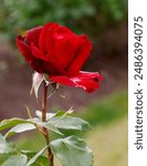 Closeup of the red flower of the repeat flowering hybrid tea garden rose rosa precious time.