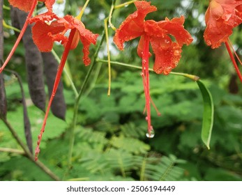 A close-up of red flowers with water droplets hanging from their stems, against a blurry background of green foliage. - Powered by Shutterstock