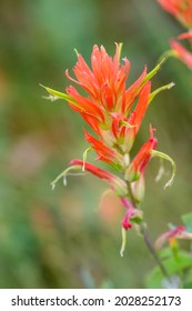Closeup of the red flowers of Wyoming Indian Paintbrush blooming in the wild, Grand Teton National Park, WY
