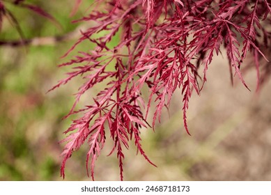 Close-up of red foliage of the weeping Acer palmatum tree on a green background. Dissected form of Laceleaf Japanese Maple tree. Selective focus - Powered by Shutterstock