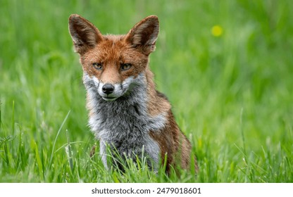 A close-up of a red fox sitting in a lush green meadow with a curious expression. - Powered by Shutterstock