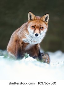 Close-up Of A Red Fox Sitting In Snow During Winter, Back Garden In UK