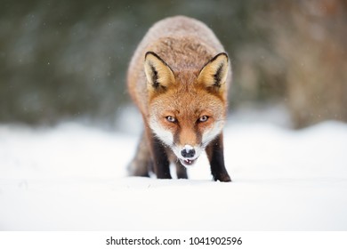 Close-up Of A Red Fox In Snow During Winter, UK