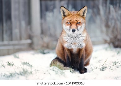 Close-up Of A Red Fox In Snow, Winter In UK.