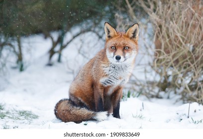 Close-up Of A Red Fox In Snow, Winter In UK.