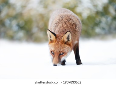 Close-up Of A Red Fox In Snow, Winter In UK.