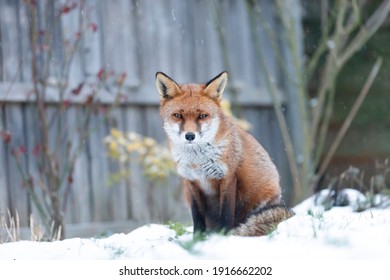 Close-up Of A Red Fox In Snow, Winter In UK.