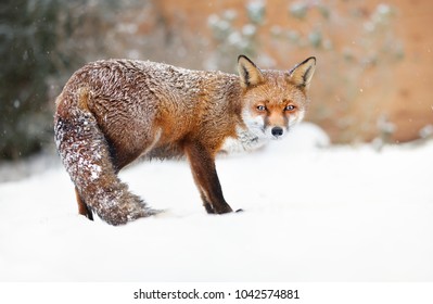 Close-up Of A Red Fox Standing In Snow , Winter In UK