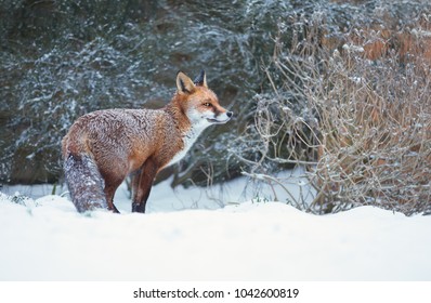 Close-up Of A Red Fox Standing In Snow, Winter In UK