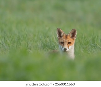 A closeup of a red fox surrounded by green grass