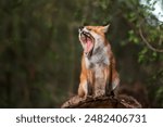 Close-up of a red fox yawning in a forest