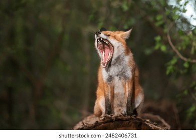 Close-up of a red fox yawning in a forest - Powered by Shutterstock