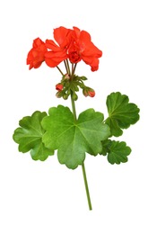 Closeup Of Red Geranium Flowers And Leaves Isolated On White