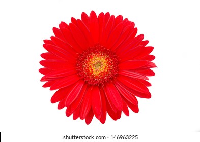 Closeup Red Gerbera